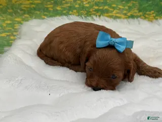 Cavapoo dogs TOY Rusty - Ad 10