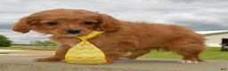 Cavapoo dogs for sale: Charlie - Ad 7