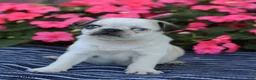 Pug dogs for sale: Bingo - Ad 4
