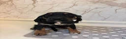 Mixed Breed dogs for sale: Bruce - Ad 4