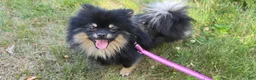 Pomeranian dogs for sale: Pomeranian 1 - Ad 7