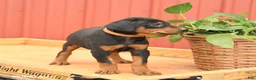 Doberman Pinscher dogs for sale: Waffles - Ad 2