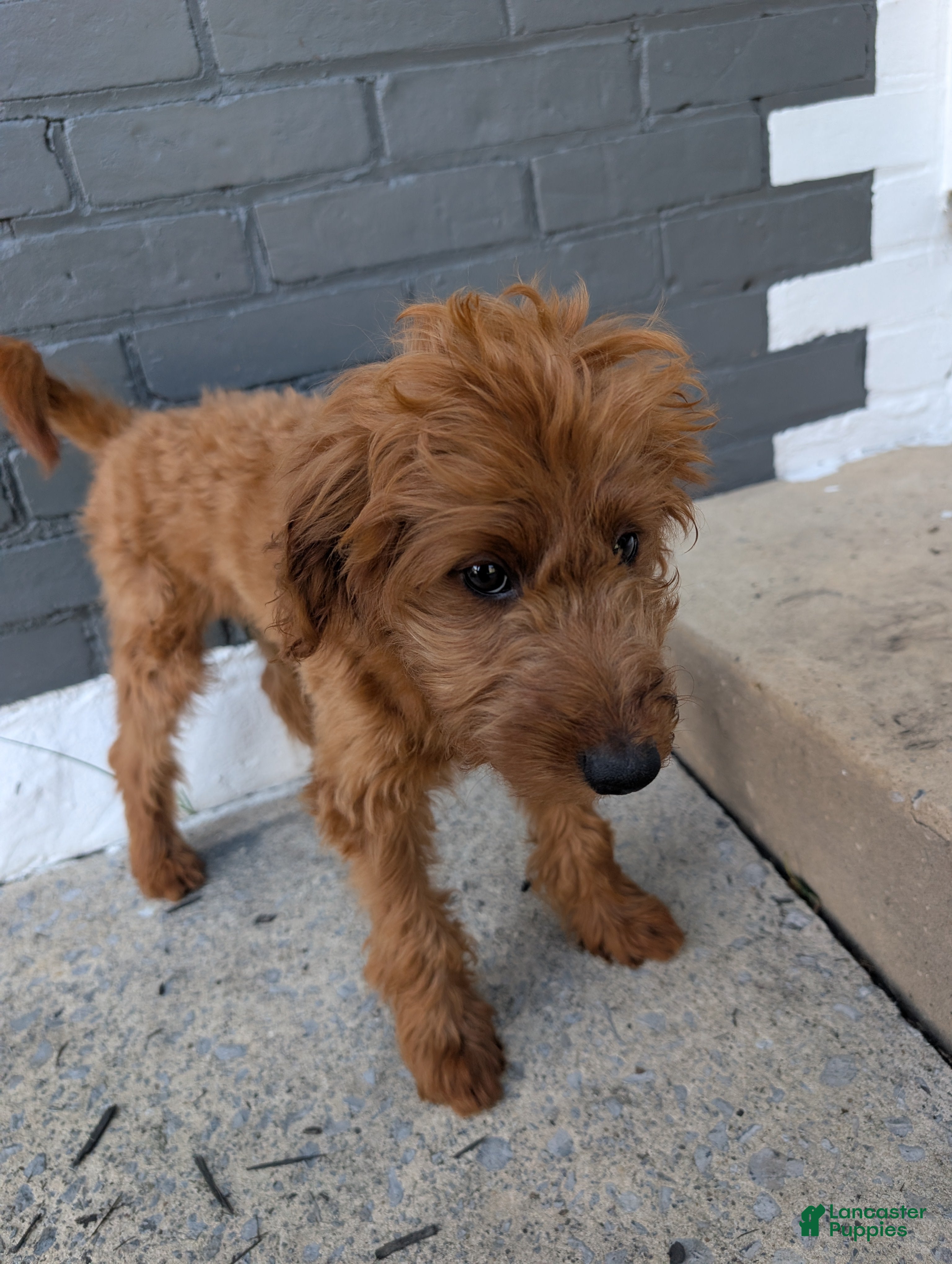 Irish Doodle dogs Irish Doodle 2 - Ad 1