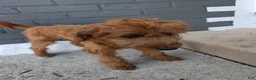 Irish Doodle dogs for sale: Irish Doodle 2 - Ad 1