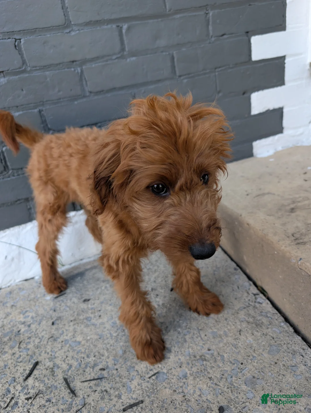 Irish Doodle dogs for sale: Irish Doodle 2 - Ad 1