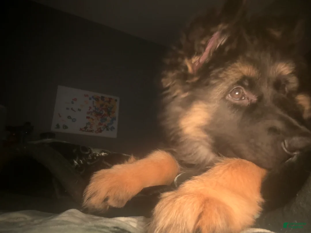 German Shepherd dogs for sale: Meadow - Ad 2