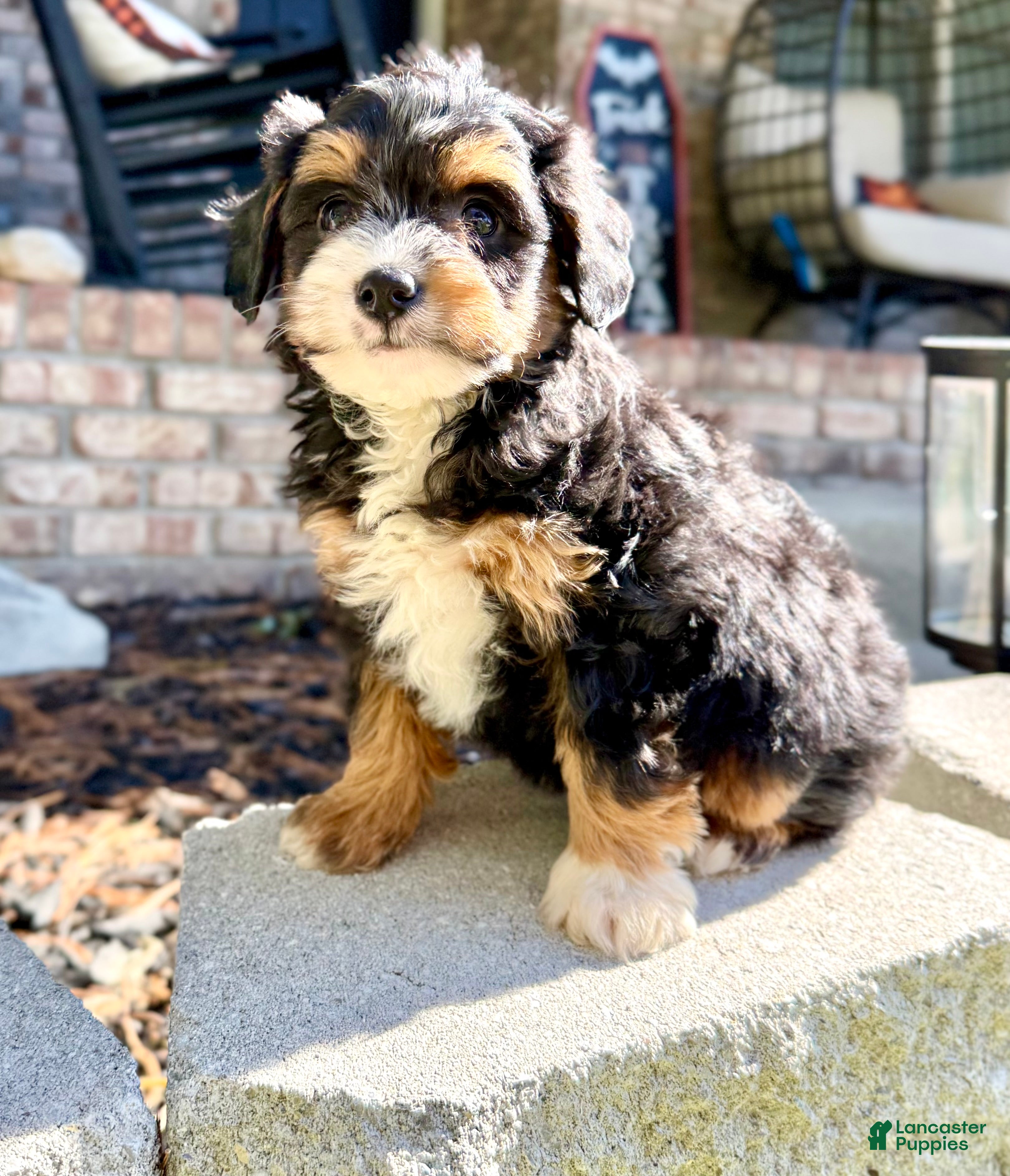 Green Mini Bernedoodle Puppies for sale Lancaster Puppies