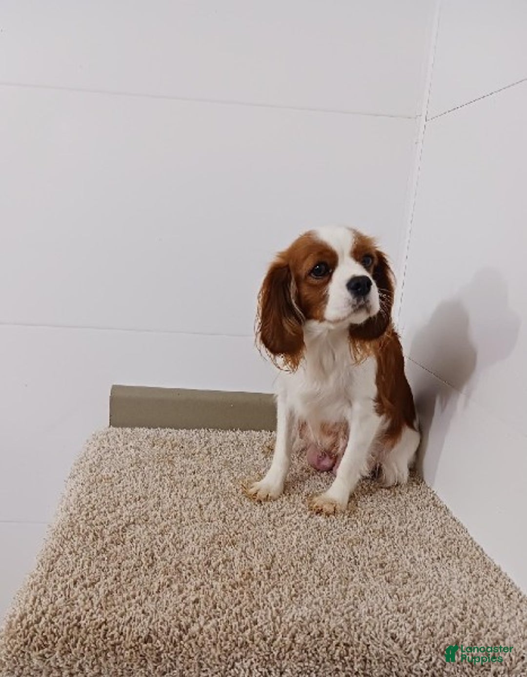 Cavapoo dogs for sale: Kimmy - Ad 10