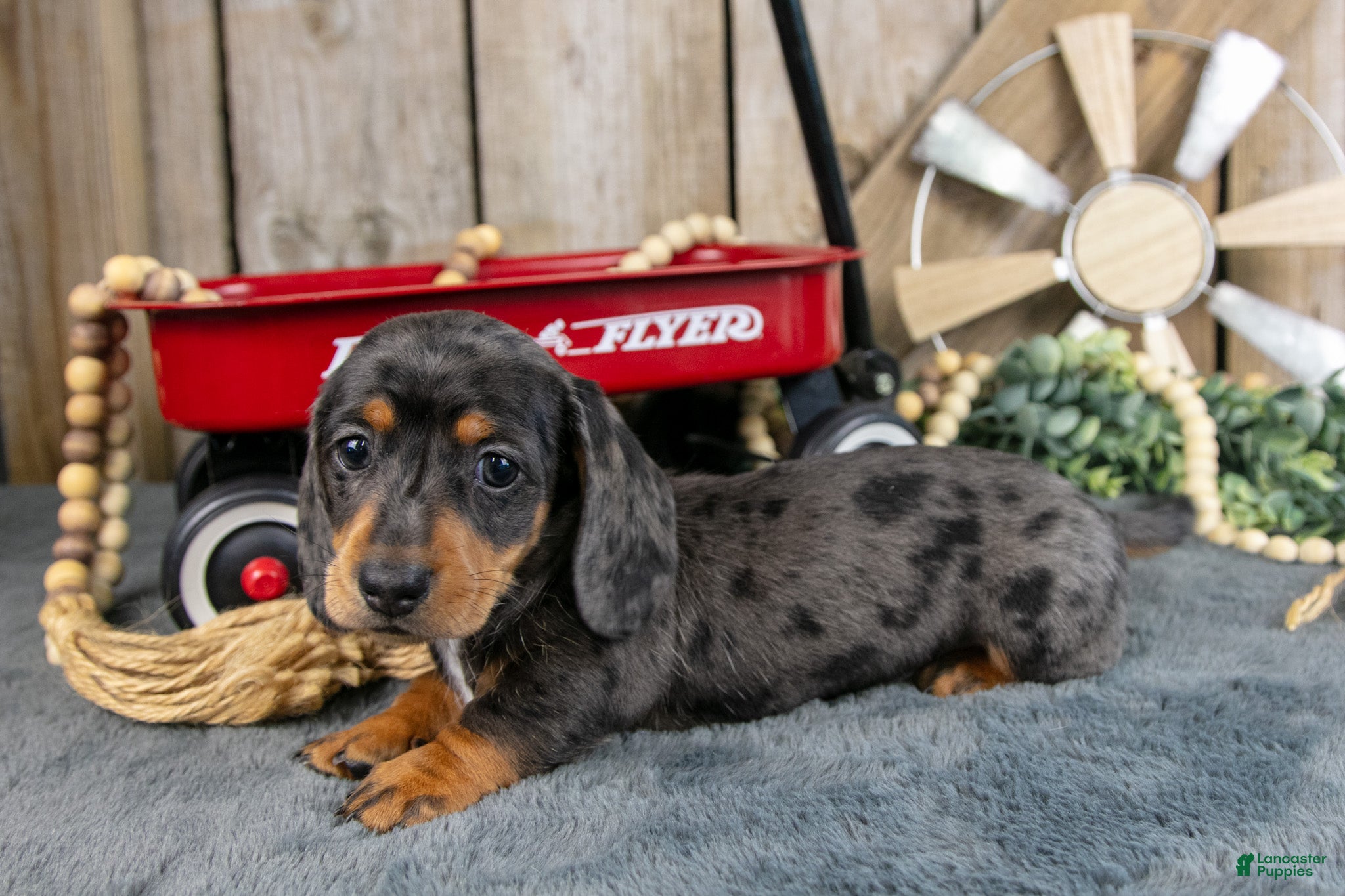 Miniature Dachshund dogs General - Ad 2