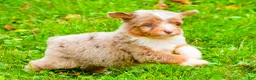 Mini Aussiedoodle dogs for sale: Layne - Ad 10
