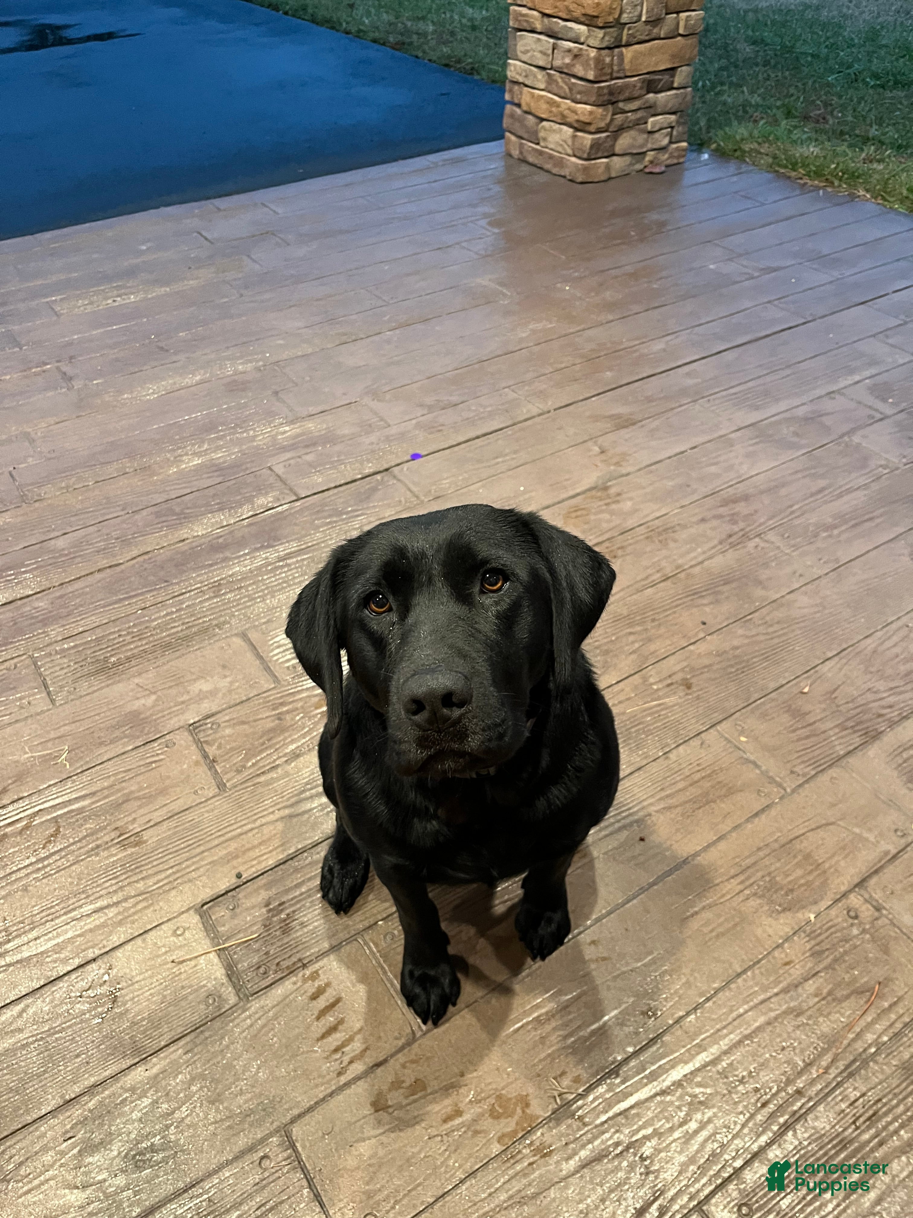 Cabela