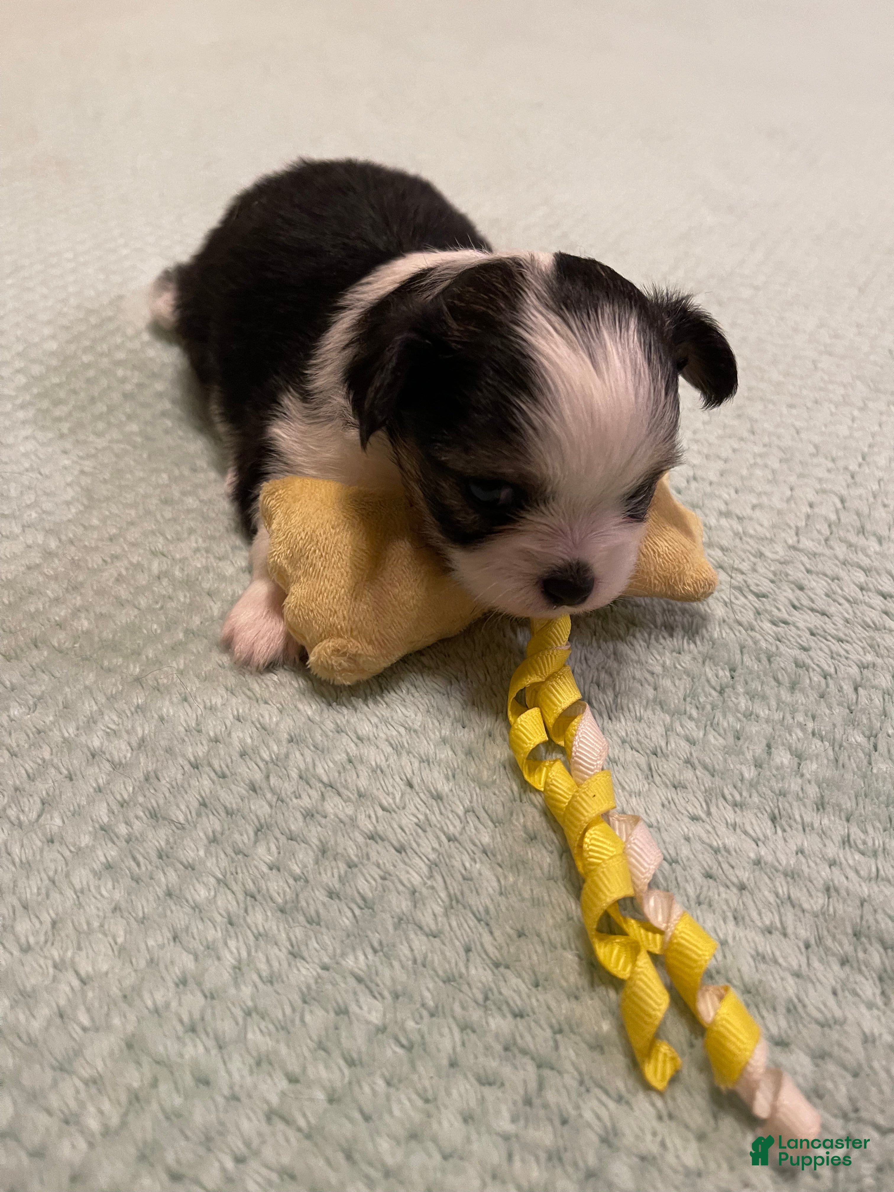 Chihuahua dogs for sale: Chihuahua 6 - Ad 1