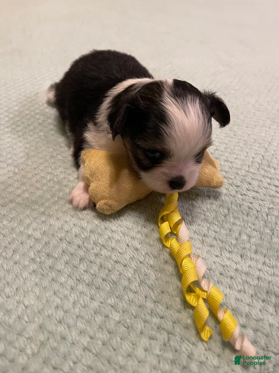 Chihuahua dogs for sale: Chihuahua 6 - Ad 1