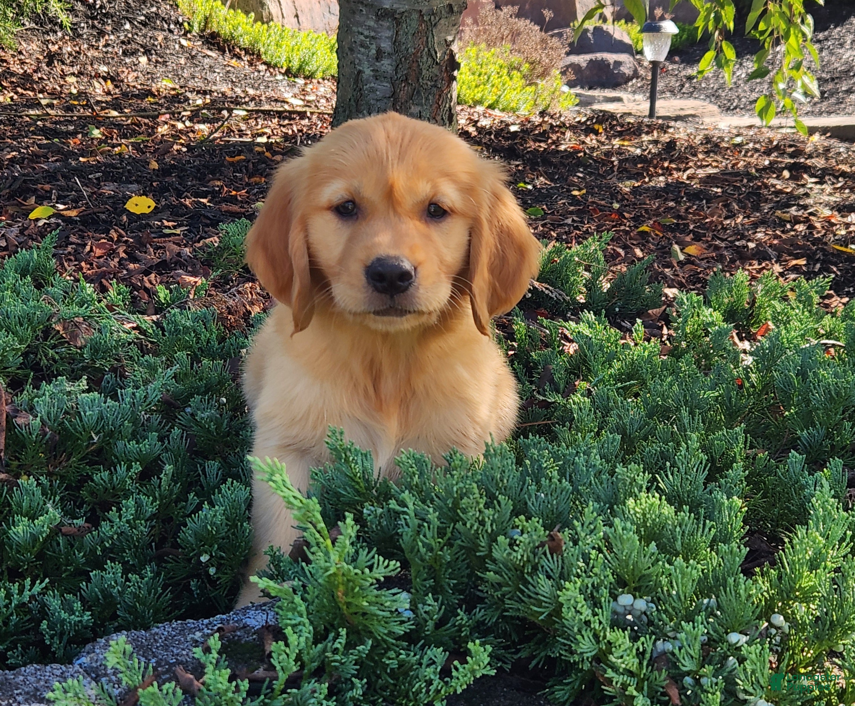 Golden Retriever dogs Chloe - Ad 1
