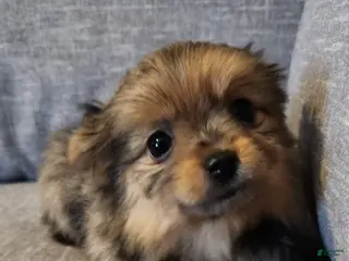 Mixed Breed dogs 🫧Bubbles🫧 - Ad 39