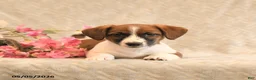Jack Russell Terrier dogs for sale: Ruger - Ad 2