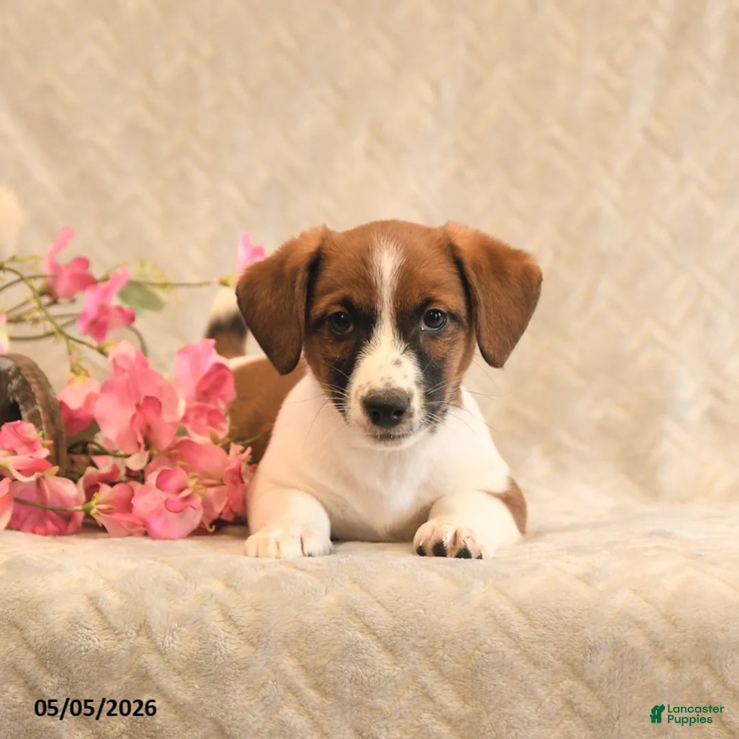 Jack Russell Terrier dogs for sale: Ruger - Ad 2