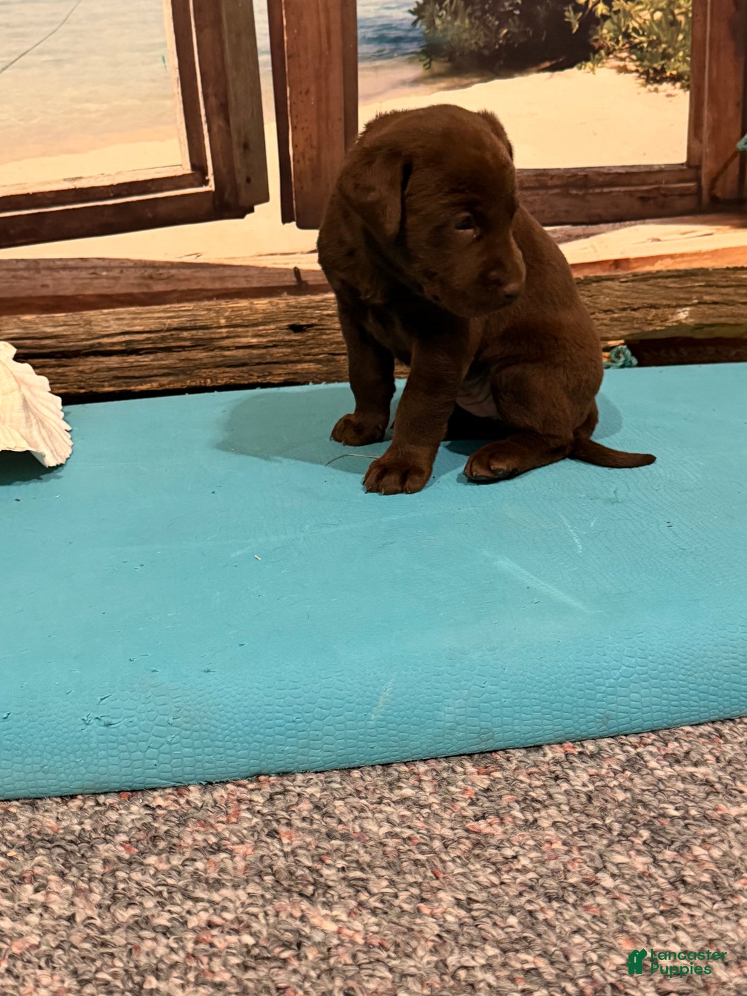 Labrador Retriever dogs for sale: Labrador Retriever ANNA MARIA - Ad 2