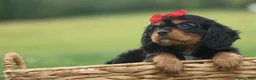 Cavalier King Charles Spaniel dogs for sale: Romeo 🐶 - Ad 11