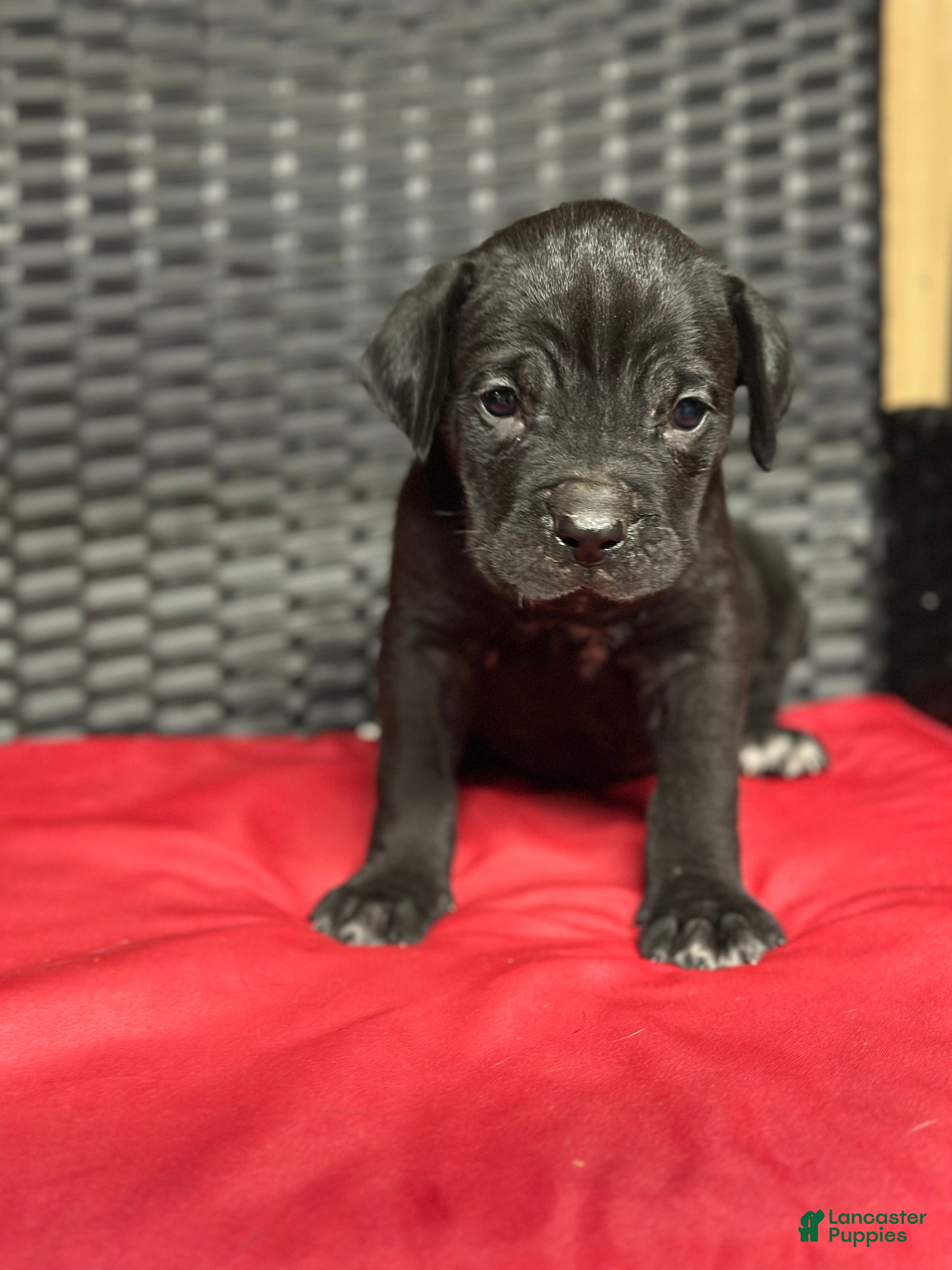 Cane Corso dogs Pharaoh - Ad 23