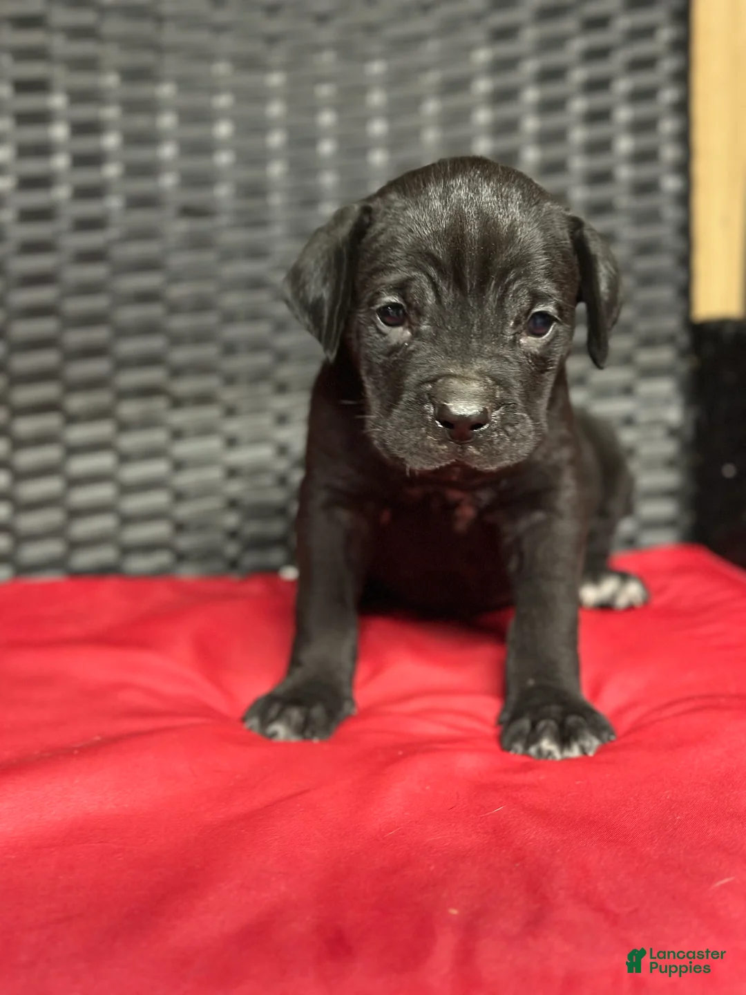 Cane Corso dogs for sale: Pharaoh - Ad 1