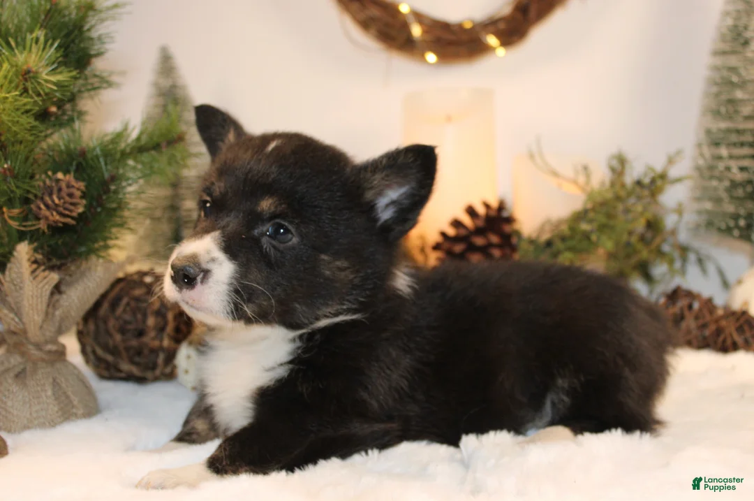 Welsh Corgi Pembroke dogs for sale: Bubba - Ad 2