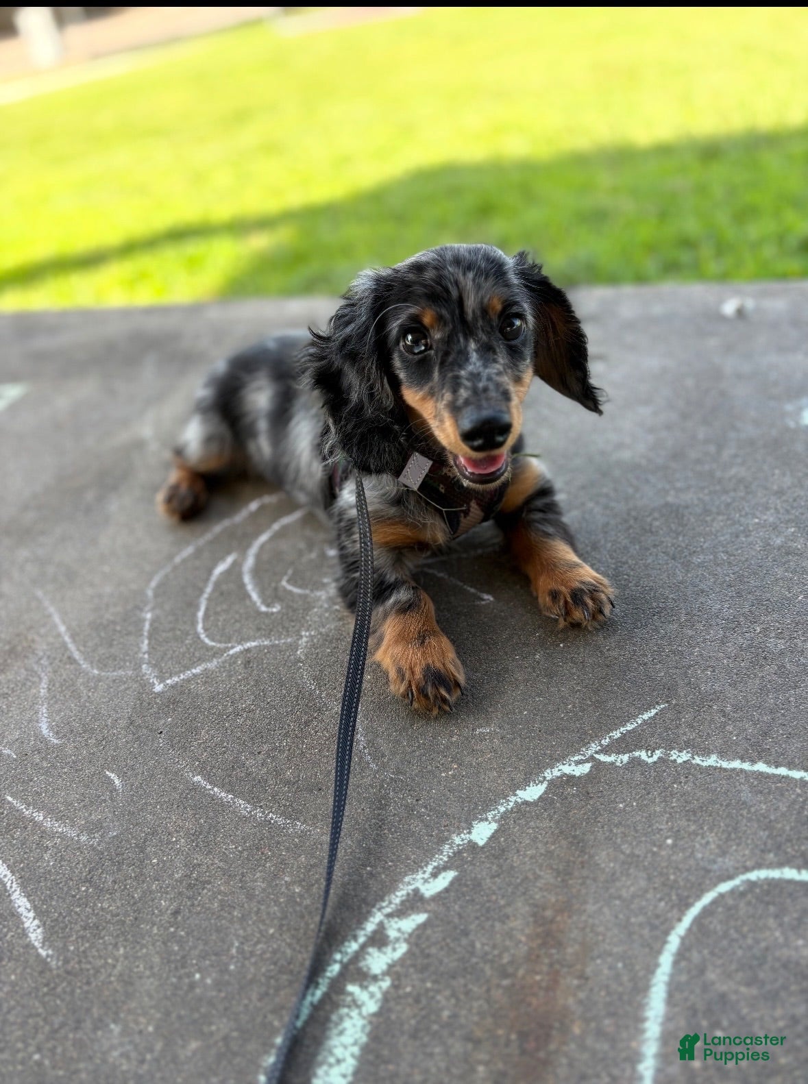 Miniature Dachshund dogs Theodore(FULL RIGHTS) - Ad 13