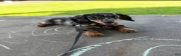 Miniature Dachshund dogs for sale: Theodore(FULL RIGHTS) - Ad 1