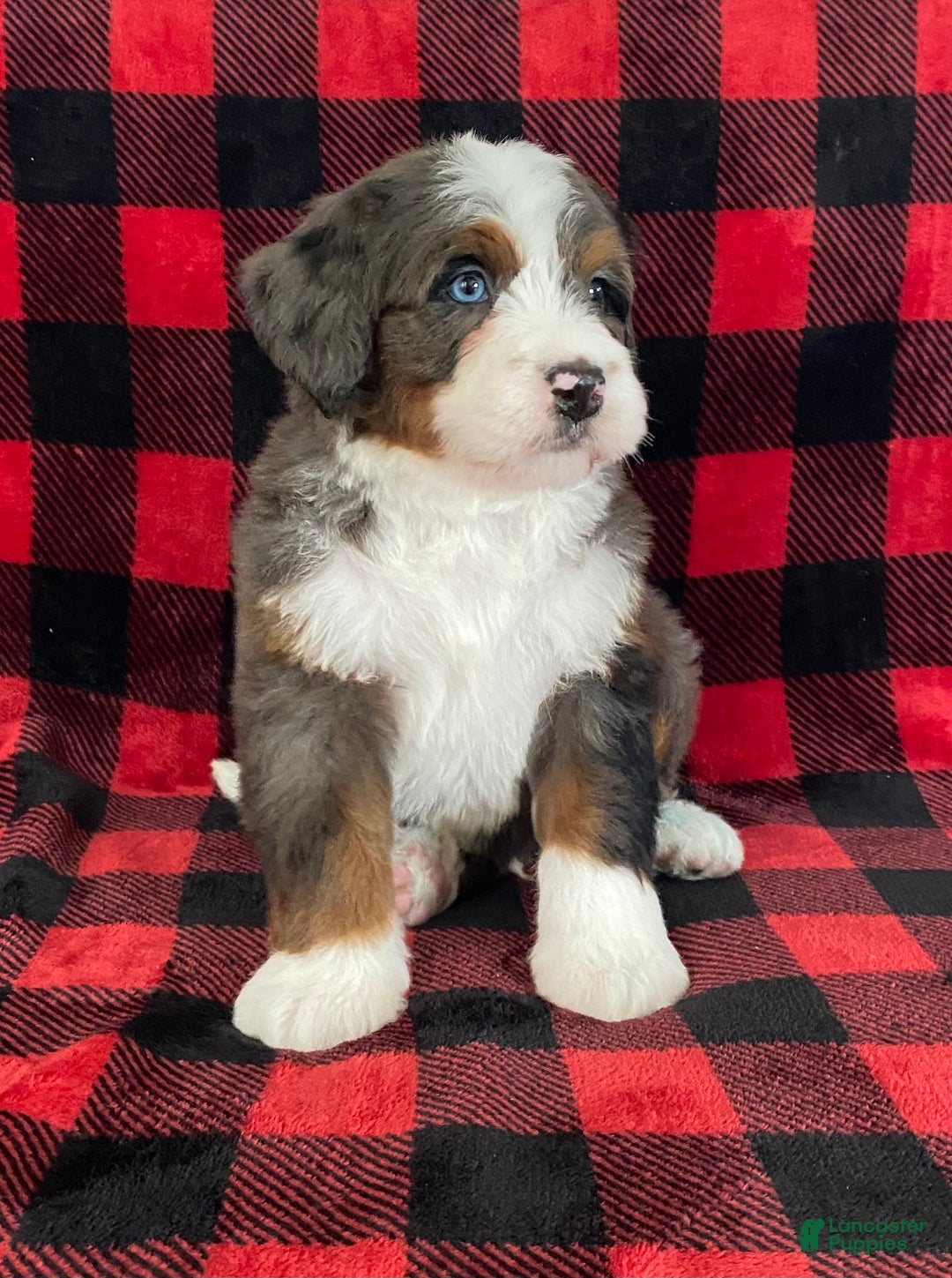 Bernedoodle dogs for sale: Porter - Ad 5
