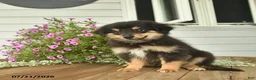 Toy Australian Shepherd dogs for sale: Adrian - Ad 3