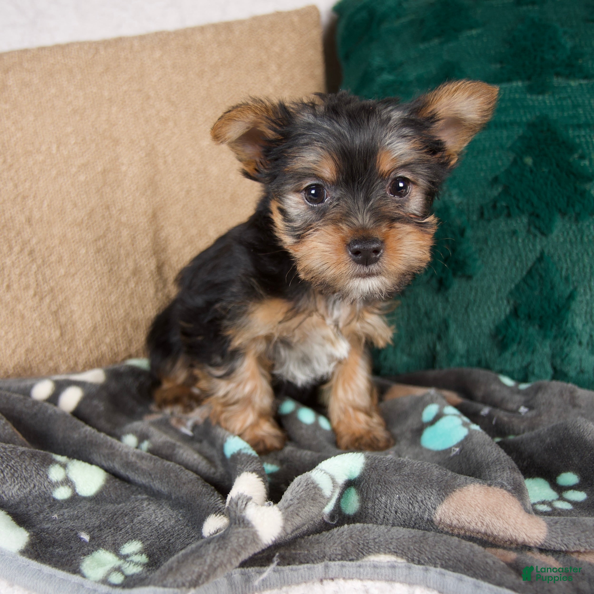 Yorkshire Terrier dogs Layla - Ad 1