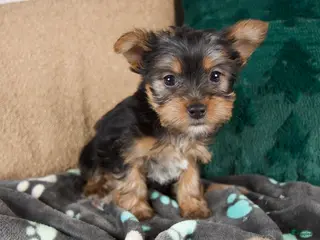 Yorkshire Terrier dogs Layla - Ad 1