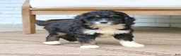 Mini Bernedoodle dogs for sale: Dixie  - Ad 3