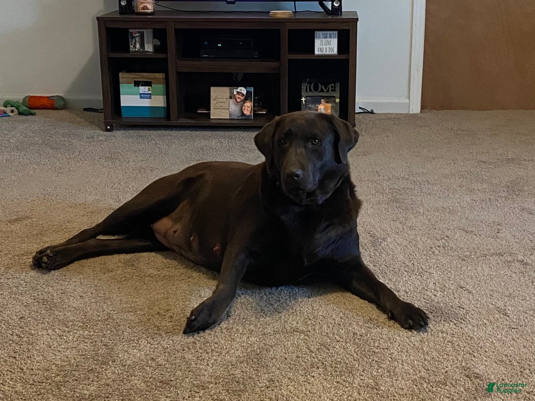 Labrador Retriever dogs for sale: Labrador Retriever  - Ad 2