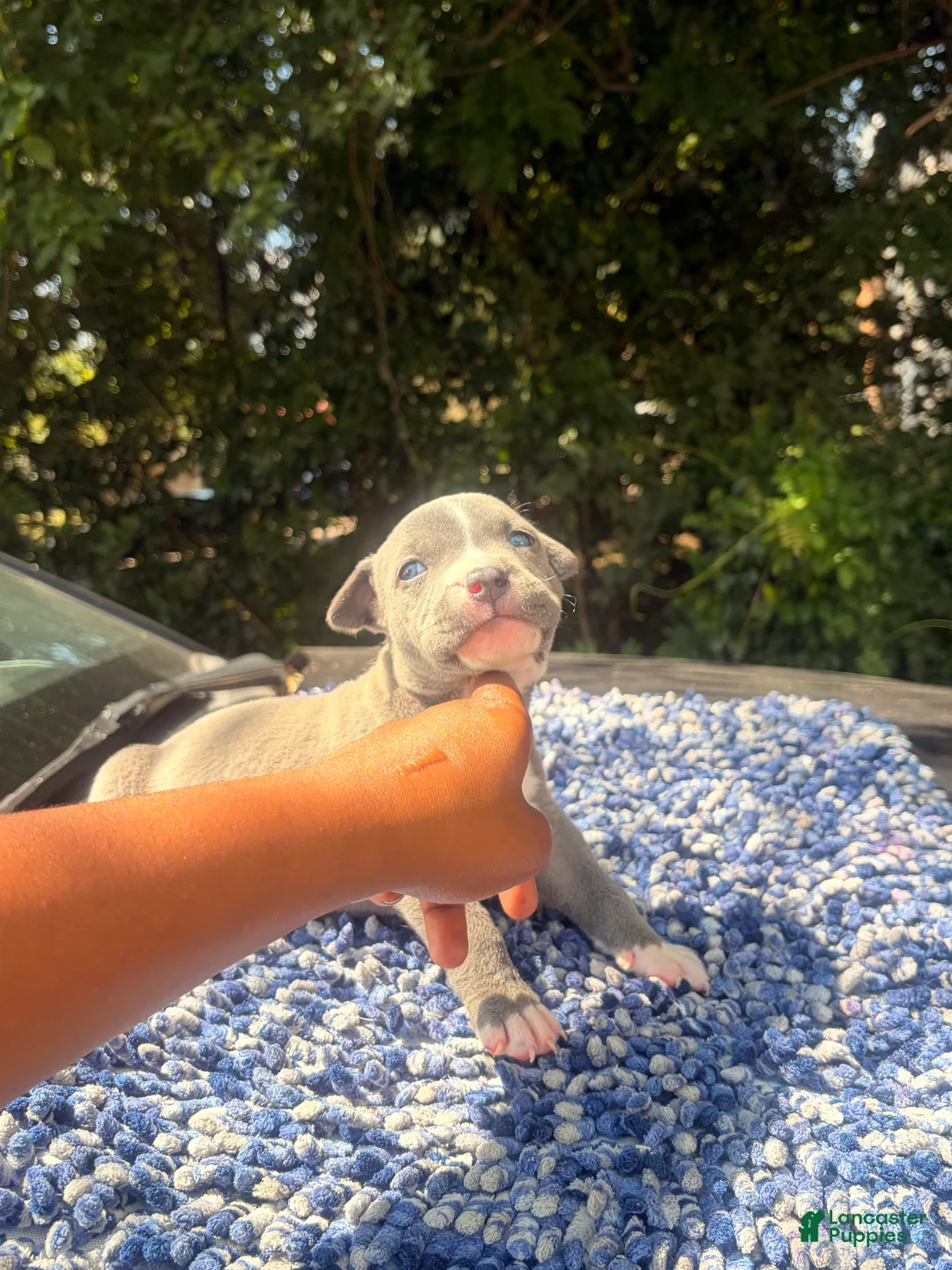 American Bully dogs for sale: American Bully 1 - Ad 1