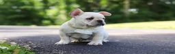 French Bulldog dogs for sale: Allie - Ad 13
