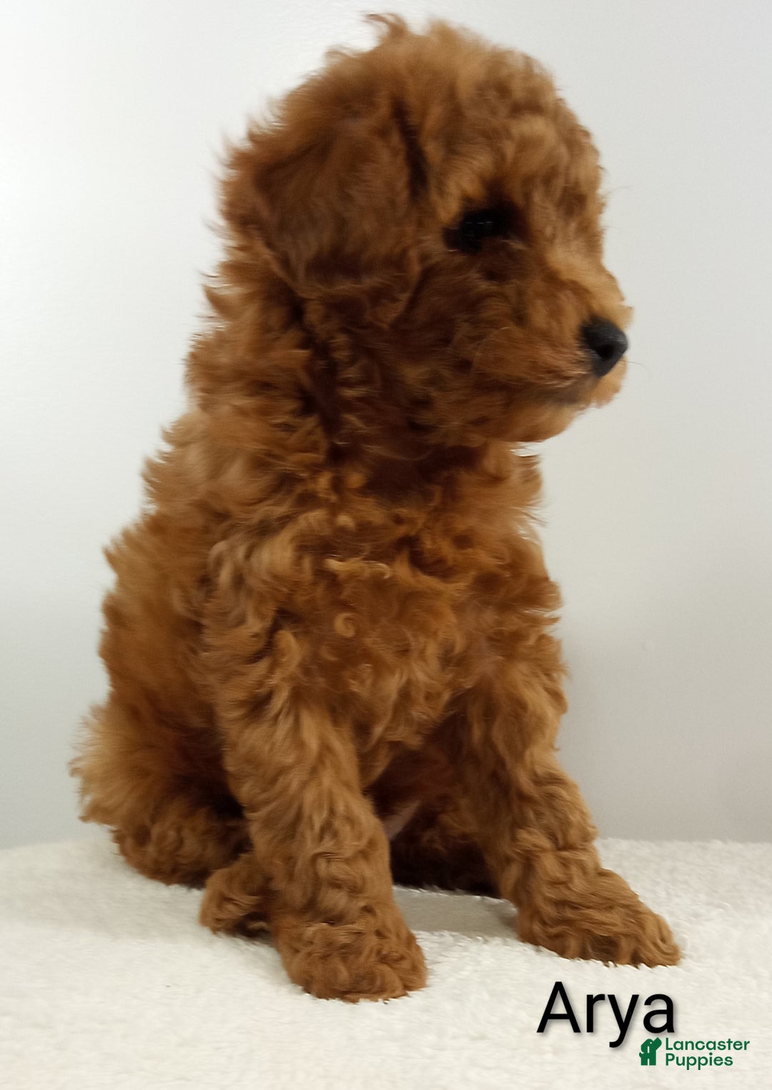 Toy Poodle dogs for sale: Arya - AKC  - Ad 9