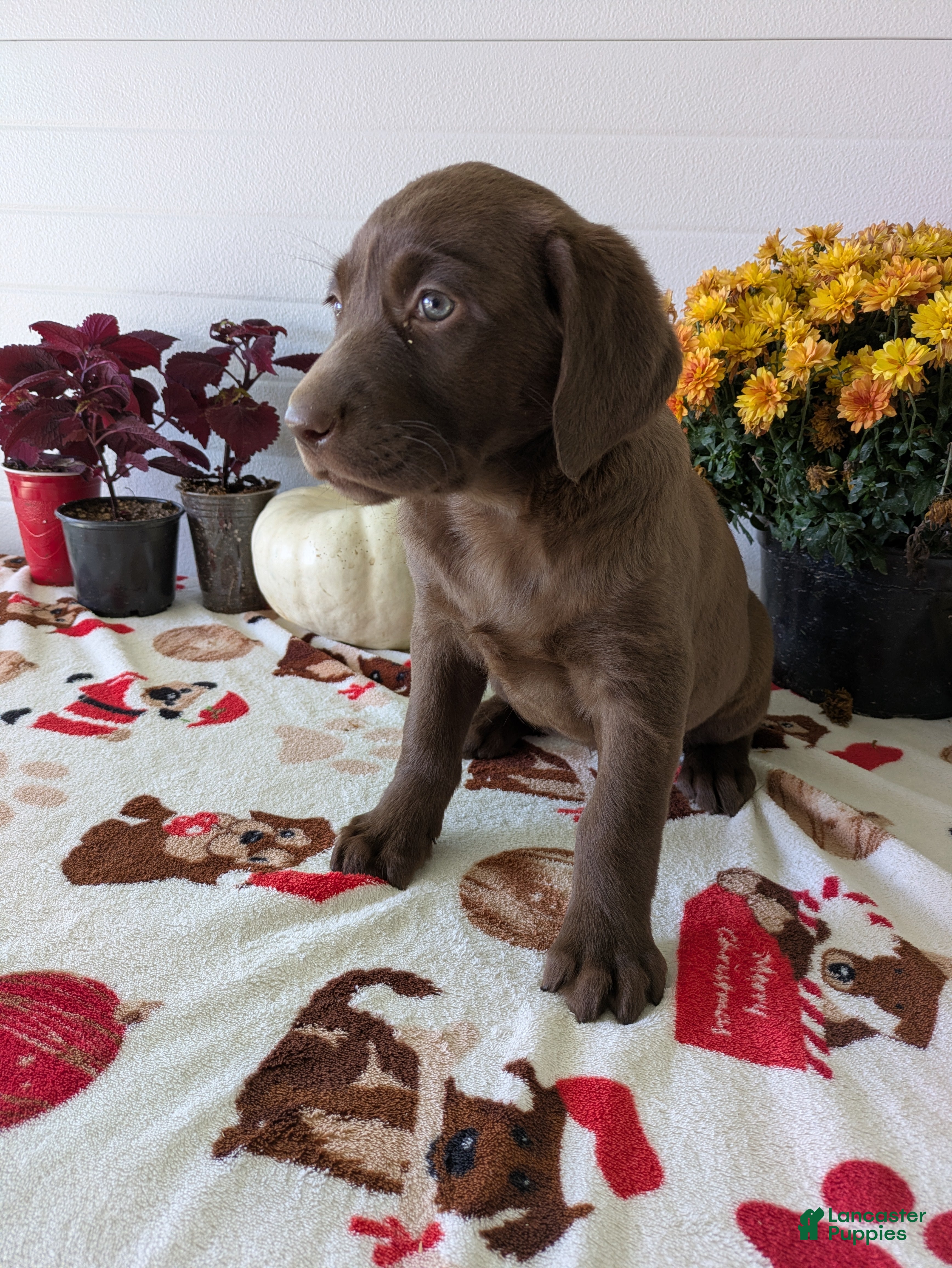 Labrador Retriever dogs for sale: Max - Ad 1