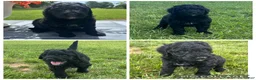 Goldendoodle dogs for sale: Black Boy - Ad 1