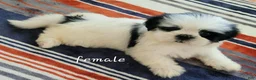 Shih Tzu dogs for sale: Shih Tzu 3 - Ad 3