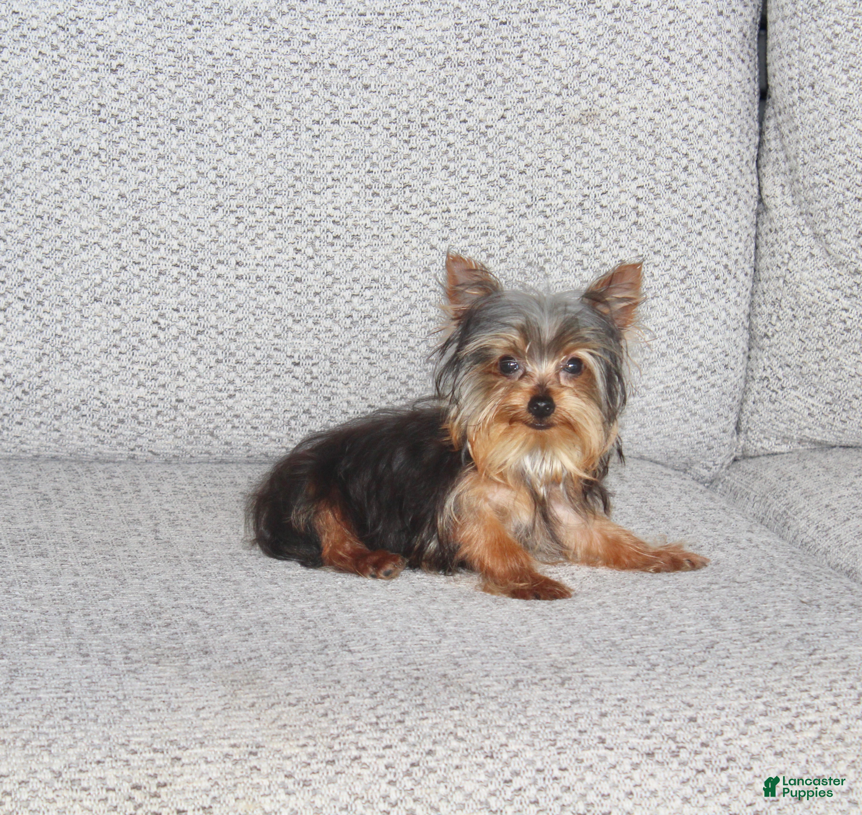 Yorkshire Terrier dogs Peanut - Ad 2