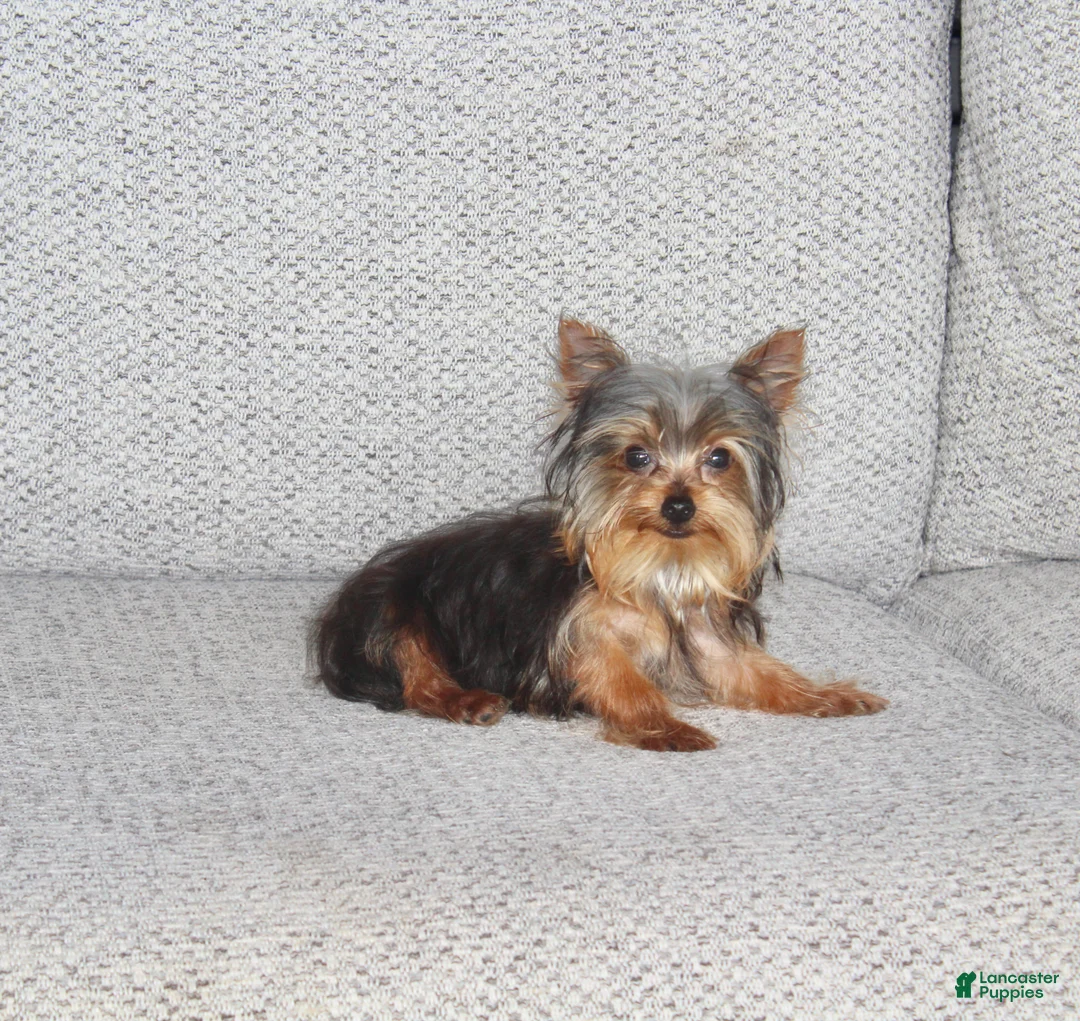 Yorkshire Terrier dogs for sale: Peanut - Ad 2