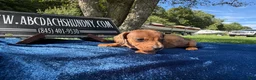 Miniature Dachshund dogs for sale: Russian red dapple smooth - Ad 6