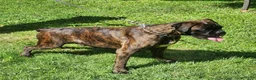 Boxer dogs for sale: Boy - Ad 5