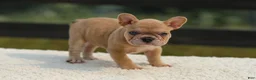 French Bulldog dogs for sale: Ivanka - Ad 8