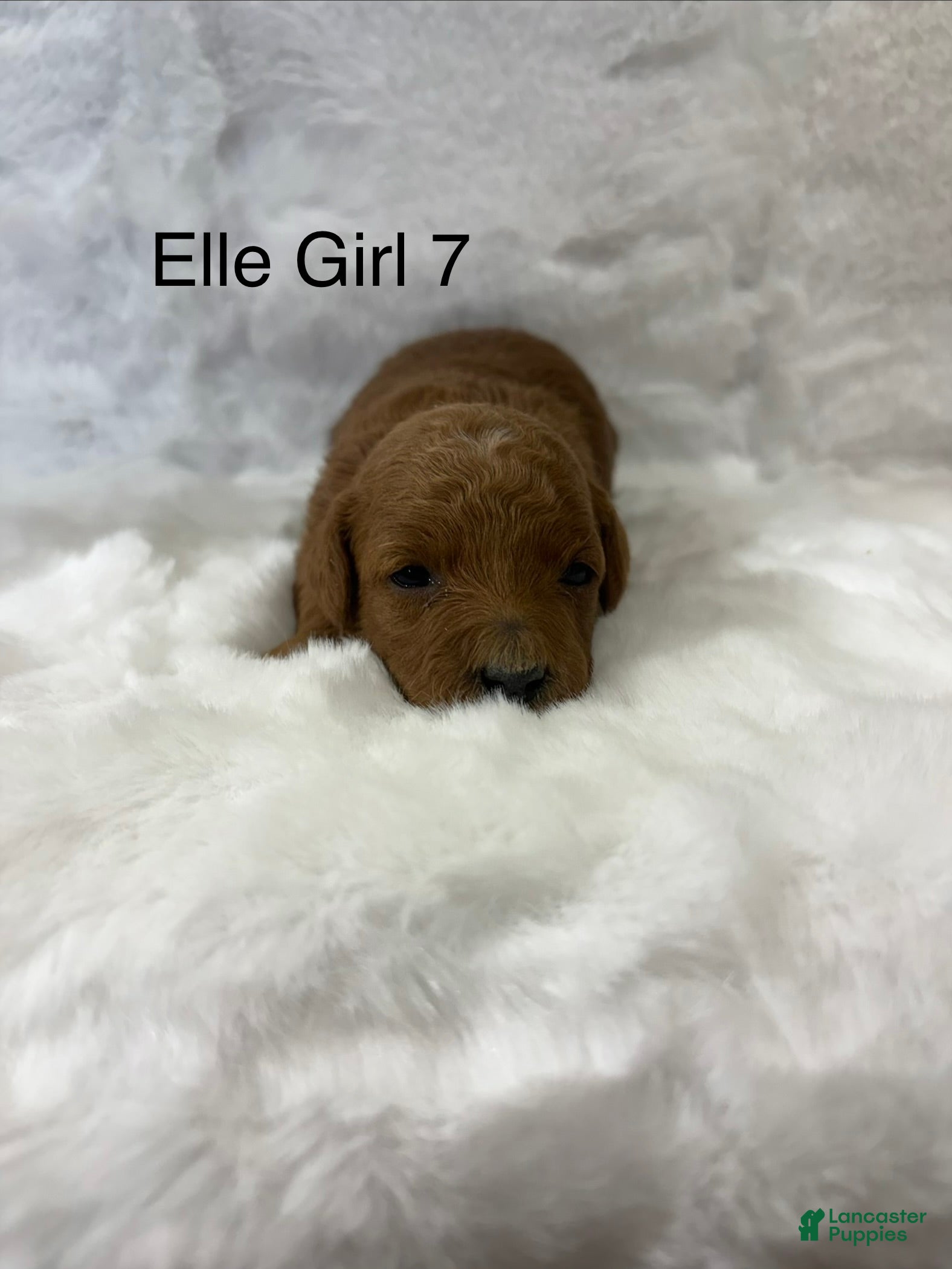 Mini Goldendoodle dogs Elle Girl 7 - Ad 19