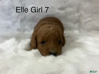 Mini Goldendoodle dogs Elle Girl 7 - Ad 19