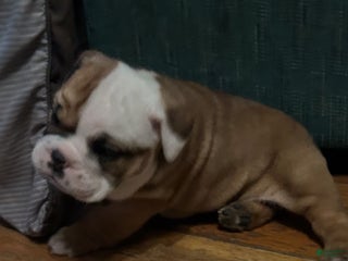 English Bulldog dogs Jaquard - Ad 14