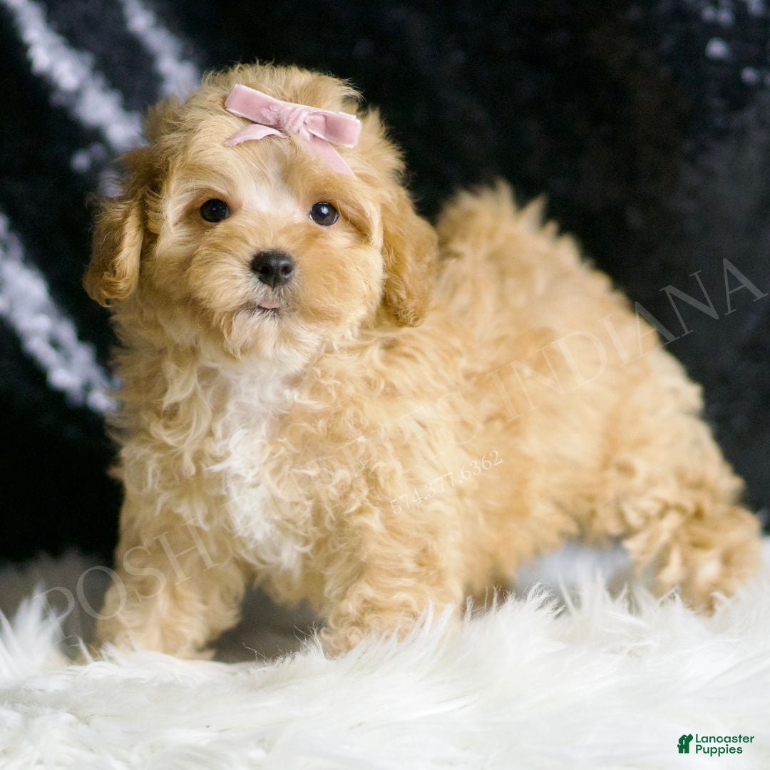 Maltipoo dogs Ember - Ad 37