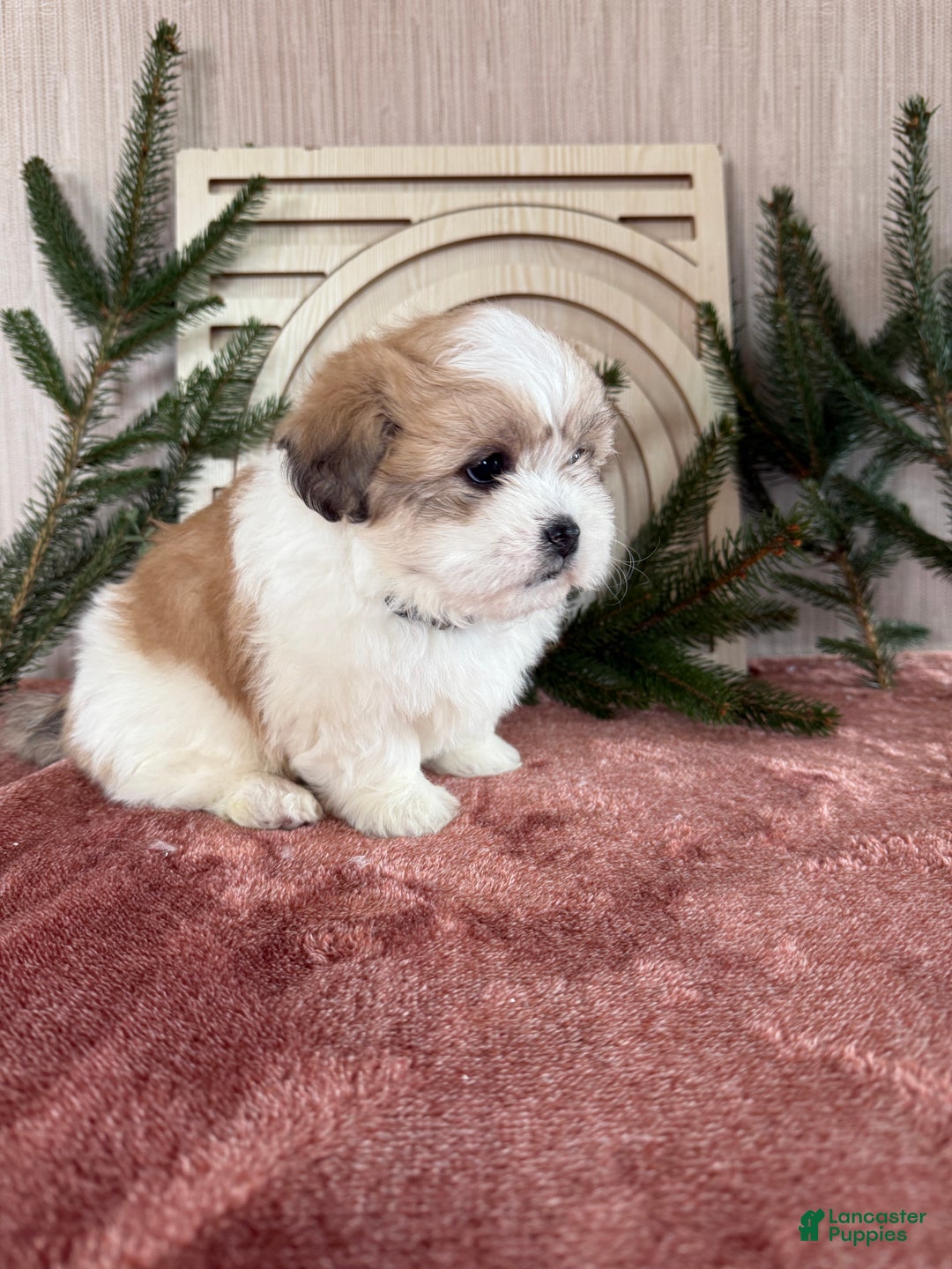 Teddy Bear dogs for sale: Sally - Ad 4
